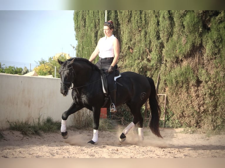 PRE Mestizo Semental 4 años 162 cm Negro in Valencia