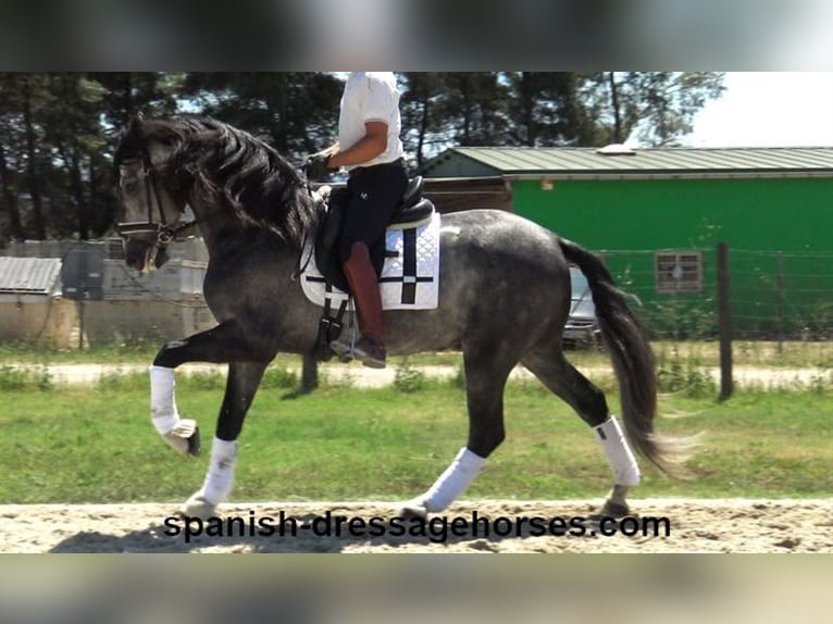 PRE Mestizo Semental 4 años 162 cm Tordo in Barcelona