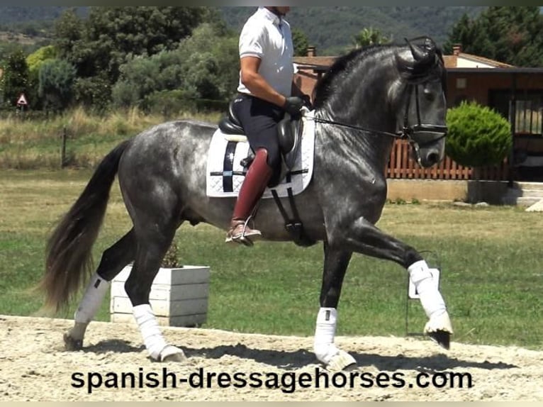 PRE Mestizo Semental 4 años 162 cm Tordo in Barcelona