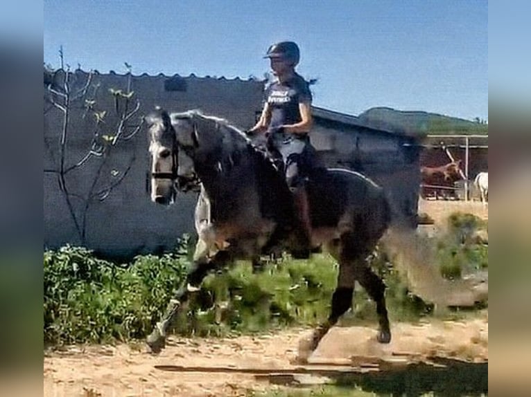 PRE Mestizo Semental 4 años 162 cm Tordo rodado in Sevilla
