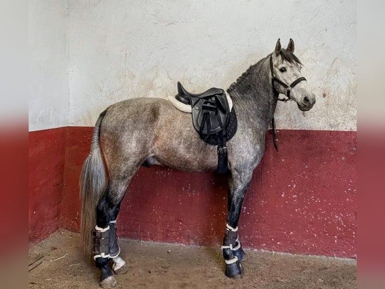 PRE Semental 4 años 162 cm Tordo rodado in Sevilla