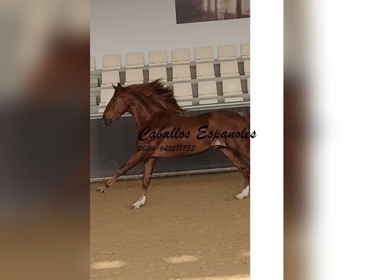 PRE Semental 4 años 163 cm Alazán in Vejer de la Frontera