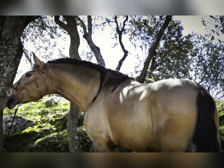 PRE Mestizo Semental 4 años 163 cm Buckskin/Bayo in La Cabrera