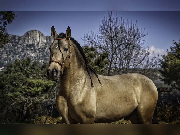 PRE Mestizo Semental 4 años 163 cm Buckskin/Bayo in La Cabrera