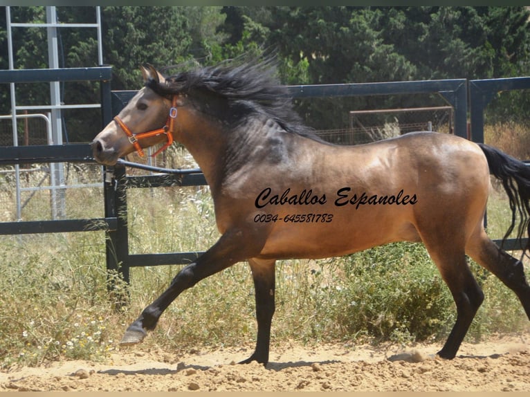 PRE Mestizo Semental 4 años 163 cm Buckskin/Bayo in Vejer de la Frontera
