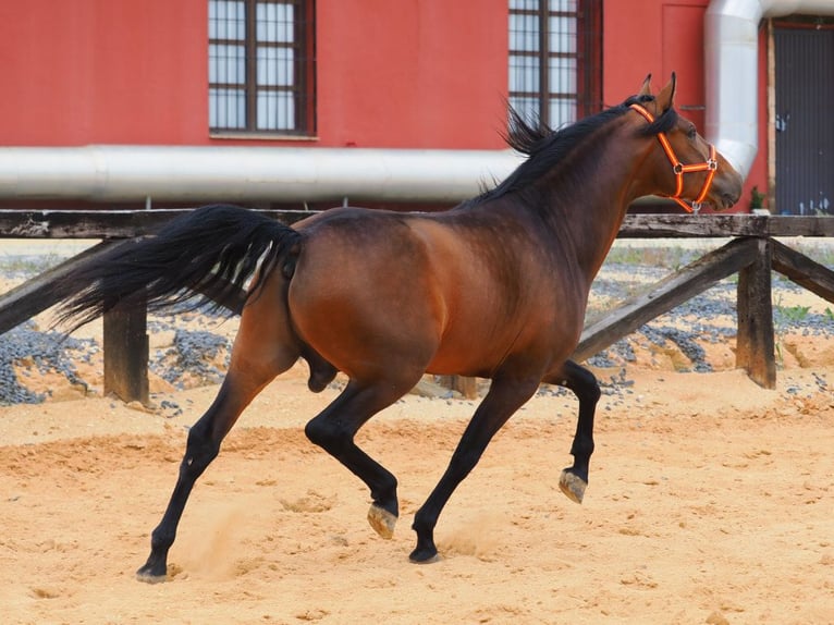 PRE Mestizo Semental 4 años 163 cm Castaño in Navas Del Madroño