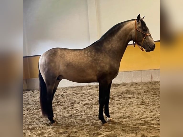 PRE Mestizo Semental 4 años 163 cm Castaño rojizo in Sevilla