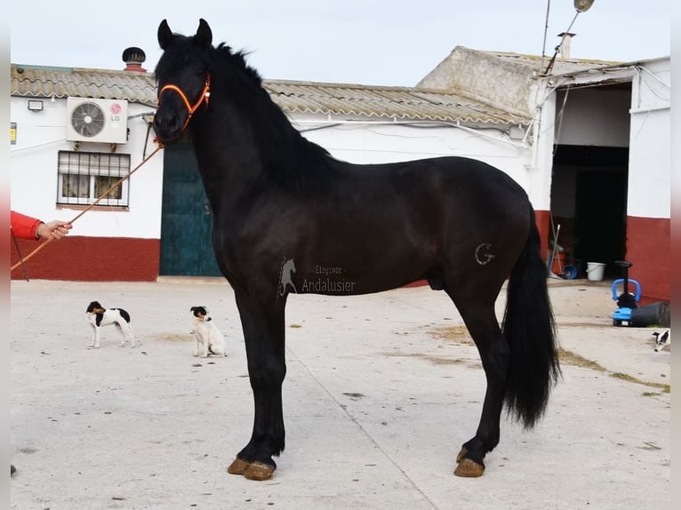 PRE Semental 4 años 163 cm Negro in Provinz Malaga