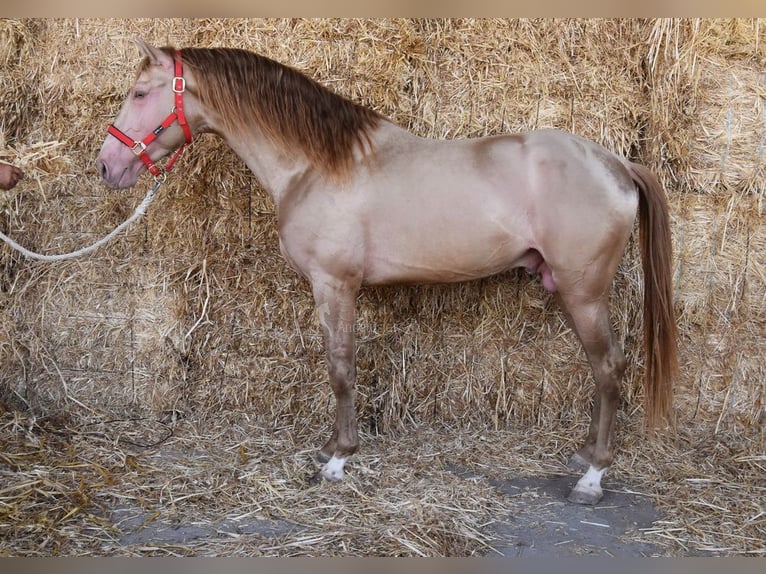 PRE Semental 4 años 163 cm Perla in Provinz Cordoba
