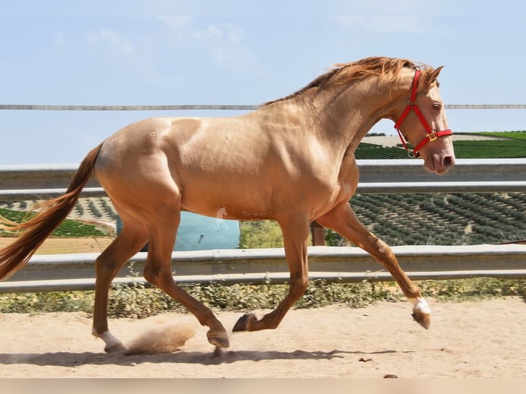 PRE Semental 4 años 163 cm Perla in Provinz Cordoba