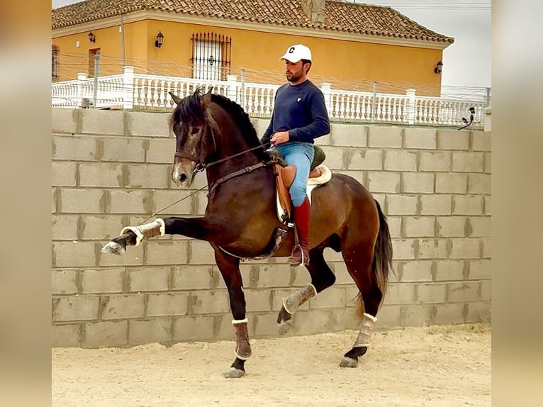 PRE Semental 4 años 163 cm Tordillo negro in Jerez