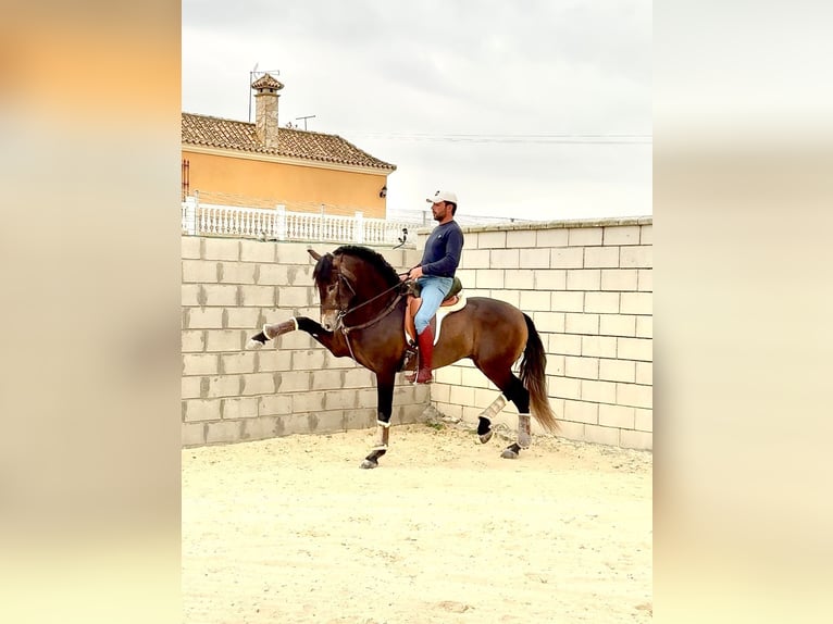 PRE Semental 4 años 163 cm Tordillo negro in Jerez