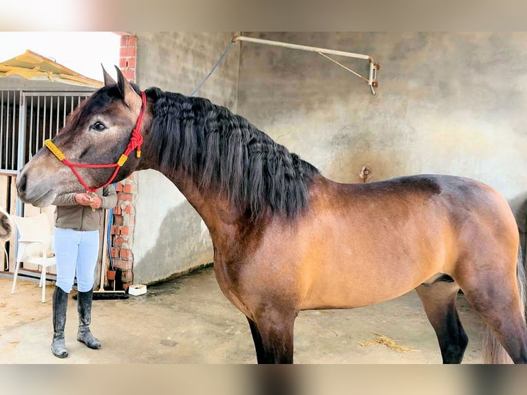 PRE Mestizo Semental 4 años 163 cm Tordillo negro in Jerez