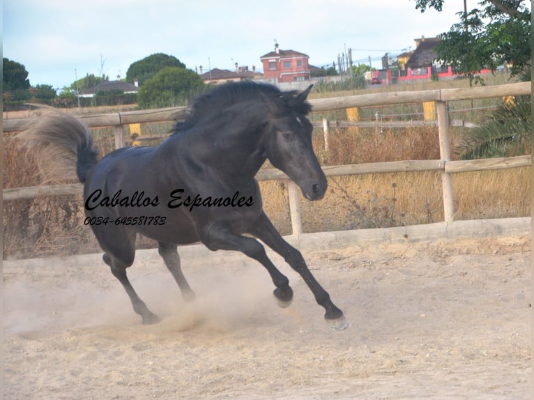 PRE Semental 4 años 163 cm Tordillo negro in Vejer de la Frontera