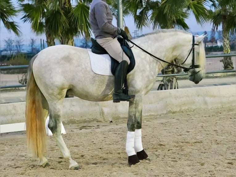 PRE Mestizo Semental 4 años 163 cm Tordo in Navas Del Madroño