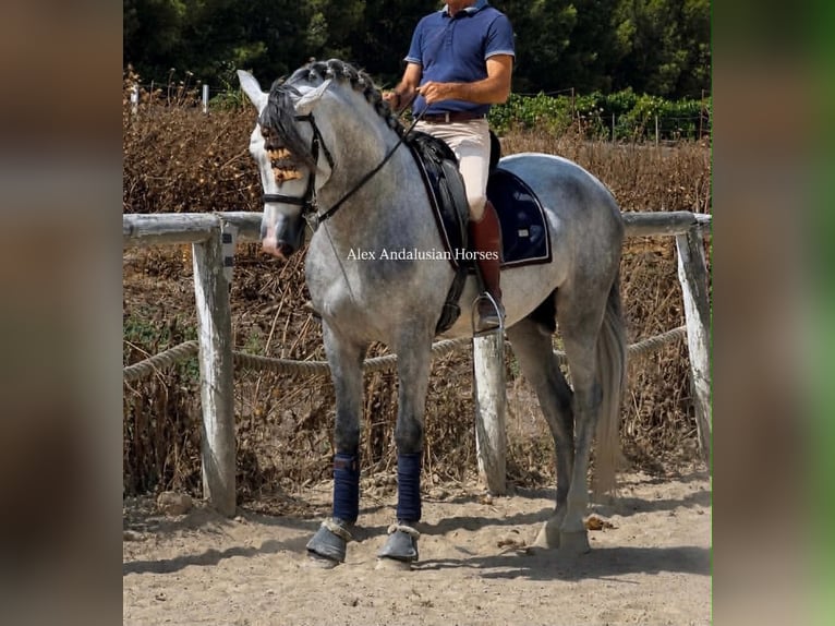 PRE Mestizo Semental 4 años 163 cm Tordo in Sevilla