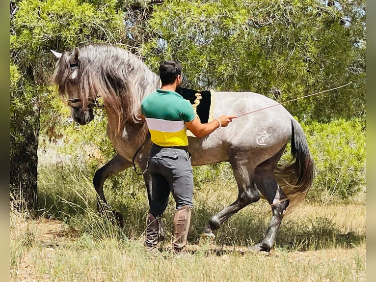 PRE Semental 4 años 163 cm Tordo rodado in Martfeld