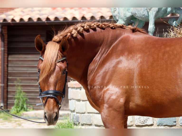 PRE Mestizo Semental 4 años 164 cm Alazán in Santa Perpetua de Mogoda