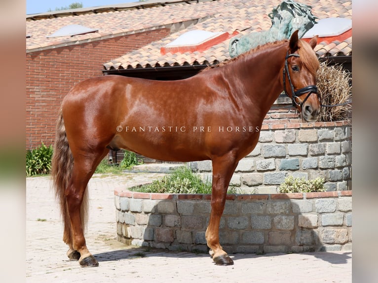 PRE Mestizo Semental 4 años 164 cm Alazán in Santa Perpetua de Mogoda