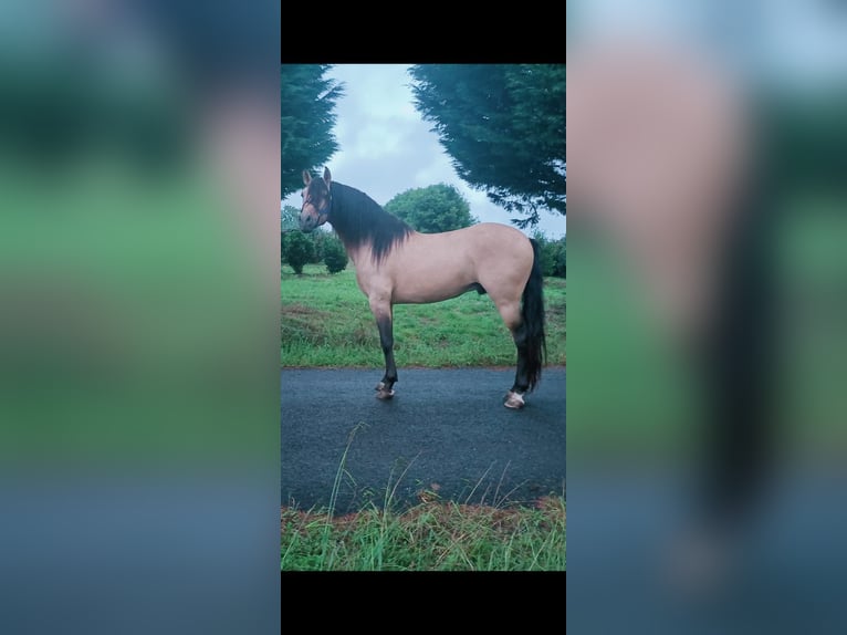 PRE Semental 4 años 164 cm Buckskin/Bayo in Galicien