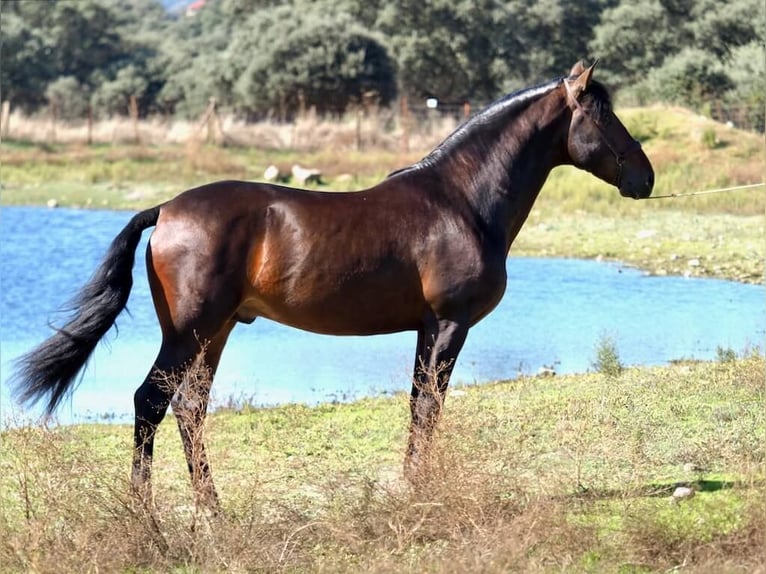 PRE Mestizo Semental 4 años 164 cm Castaño in Navas Del Madroño