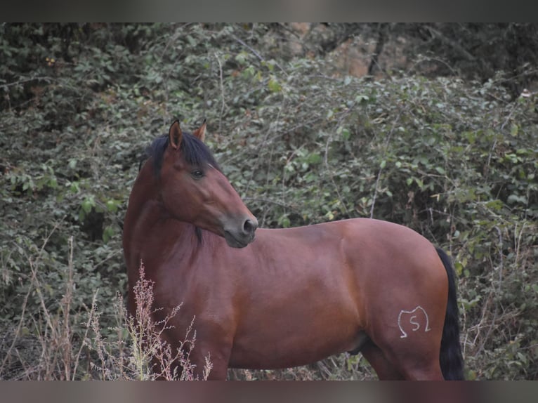 PRE Mestizo Semental 4 años 164 cm Castaño in El Real De La Jara