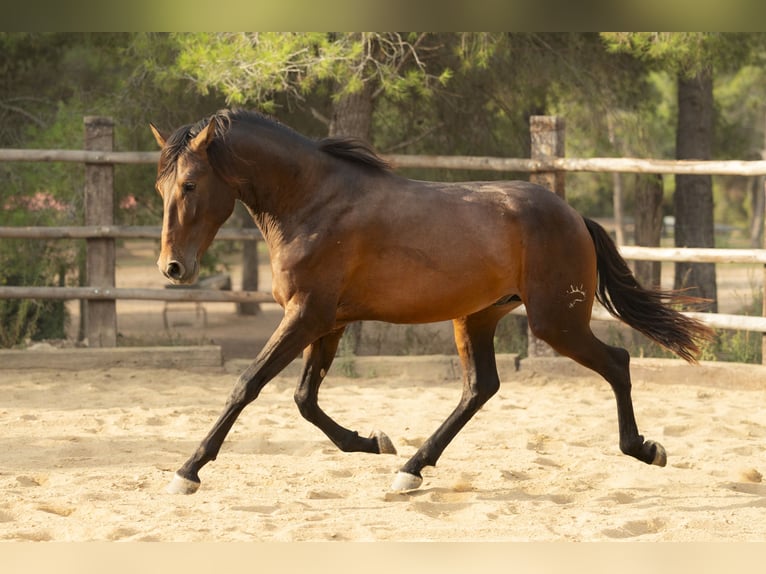 PRE Semental 4 años 164 cm Castaño in El Catllar