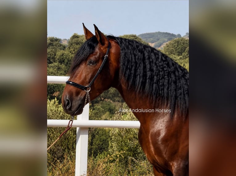 PRE Mestizo Semental 4 años 164 cm Castaño in Sevilla