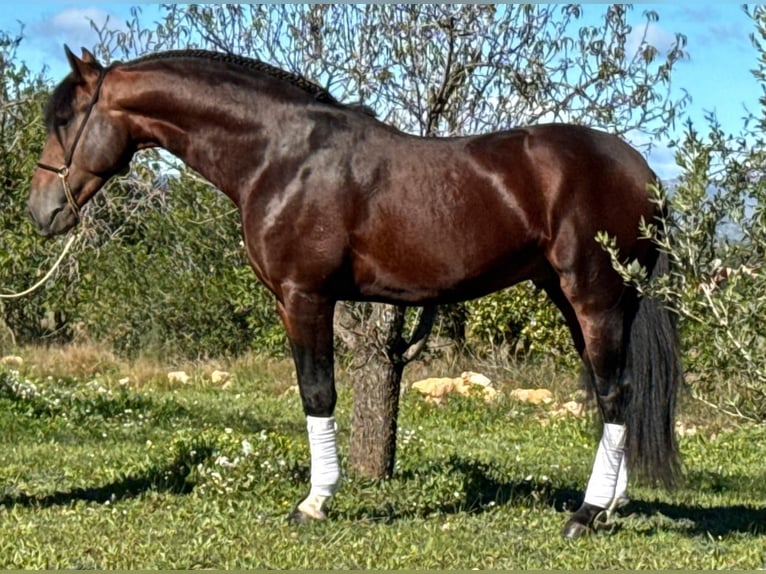 PRE Mestizo Semental 4 años 164 cm Castaño oscuro in Martfeld