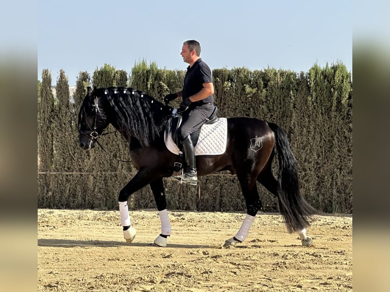 PRE Mestizo Semental 4 años 164 cm Negro in Jerez