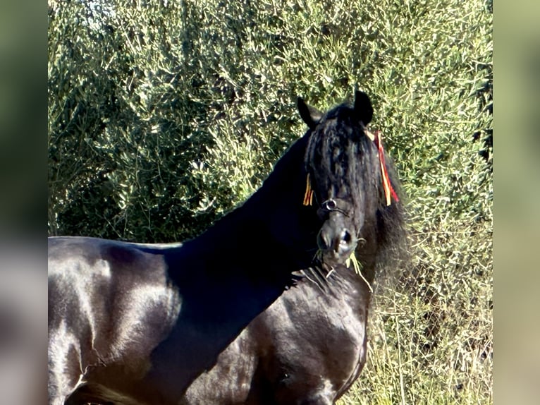 PRE Mestizo Semental 4 años 164 cm Negro in Jerez