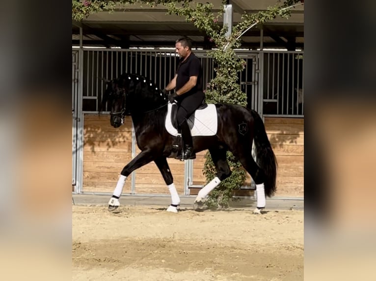 PRE Mestizo Semental 4 años 164 cm Negro in Jerez