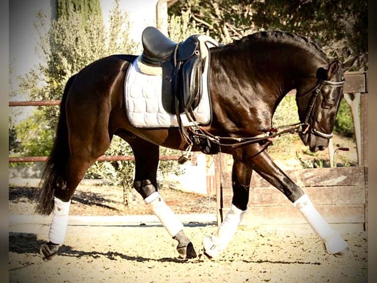 PRE Semental 4 años 164 cm Negro in Cadiz