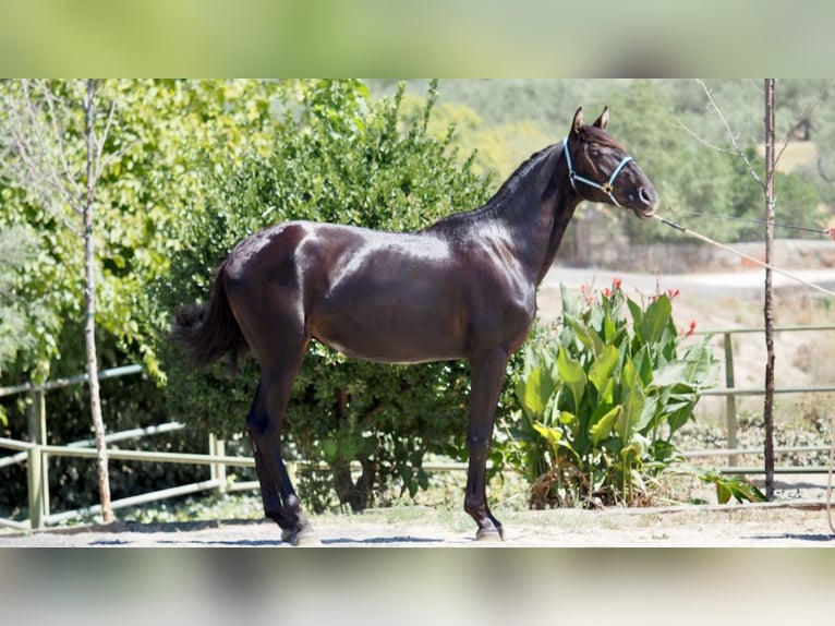 PRE Mestizo Semental 4 años 164 cm Negro in NAVAS DEL MADRONO