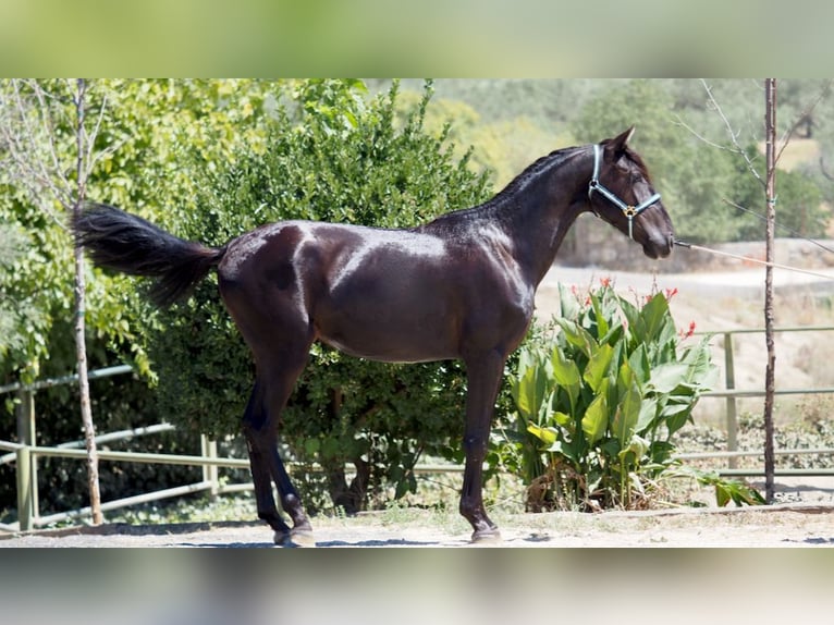 PRE Mestizo Semental 4 años 164 cm Negro in NAVAS DEL MADRONO