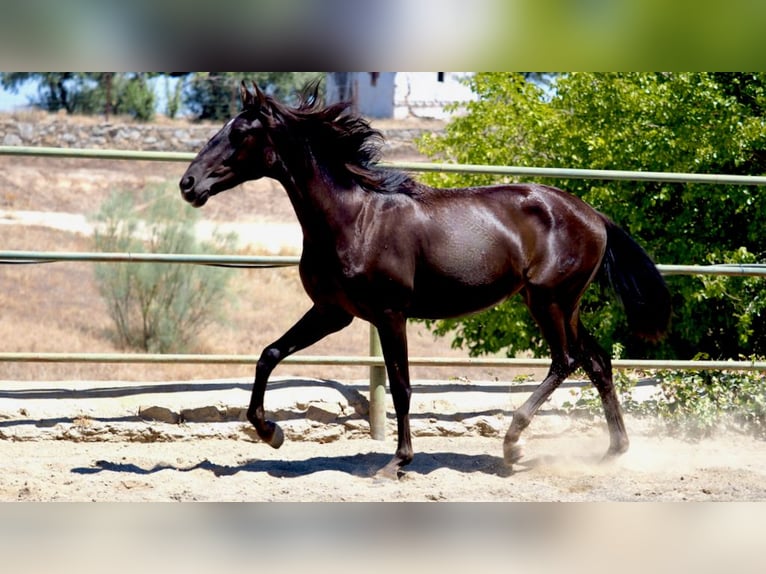 PRE Mestizo Semental 4 años 164 cm Negro in NAVAS DEL MADRONO