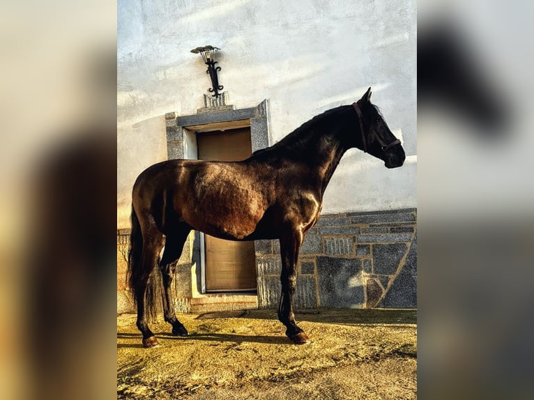 PRE Semental 4 años 164 cm Negro in Sevilla