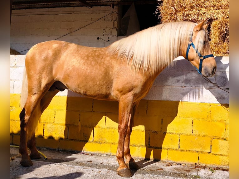 PRE Semental 4 años 164 cm Palomino in Valdepeñas
