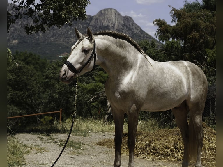 PRE Mestizo Semental 4 años 164 cm Perla in La Cabrera