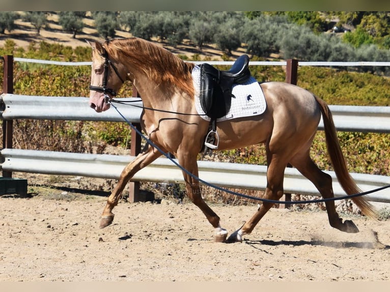 PRE Mestizo Semental 4 años 164 cm Perla in Provinz Cordoba