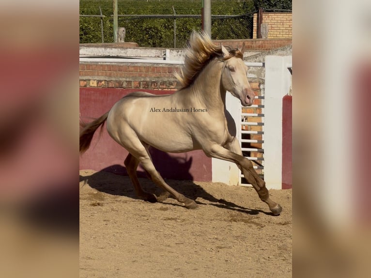 PRE Mestizo Semental 4 años 164 cm Perlino in Sevilla