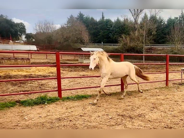 PRE Semental 4 años 164 cm Perlino in Galaroza (HUELVA)