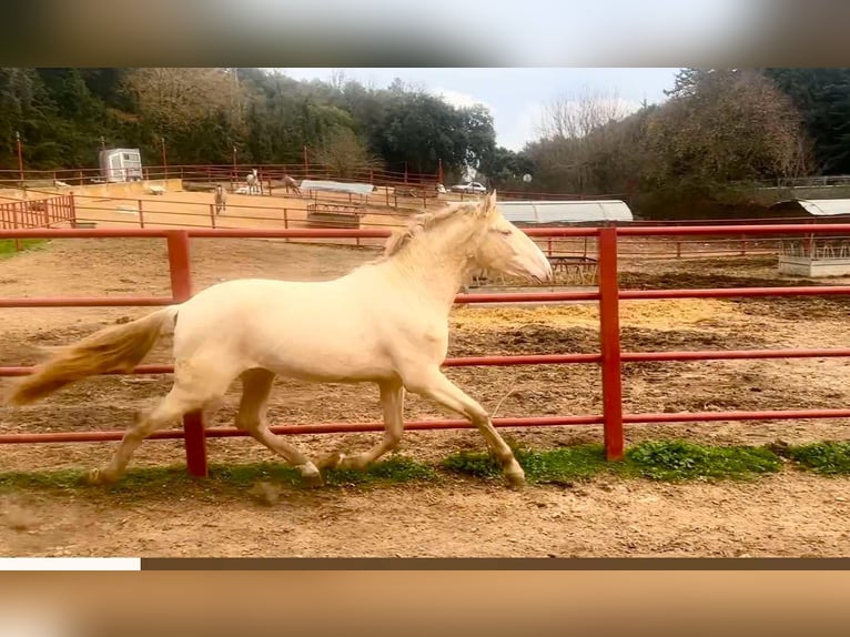 PRE Semental 4 años 164 cm Perlino in Galaroza (HUELVA)