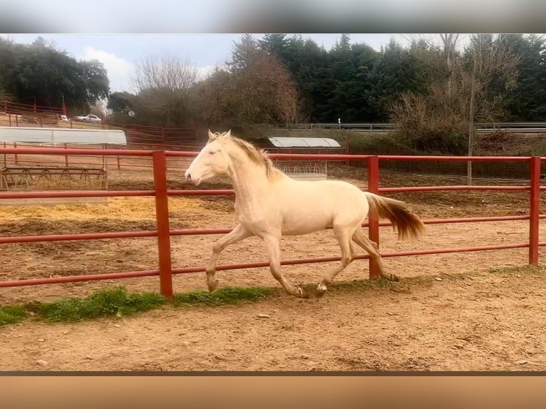 PRE Semental 4 años 164 cm Perlino in Galaroza (HUELVA)