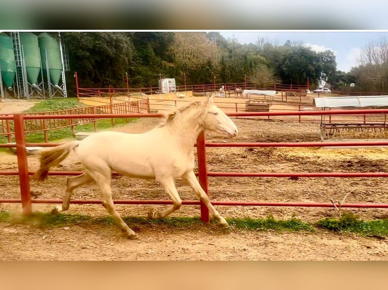 PRE Semental 4 años 164 cm Perlino in Galaroza (HUELVA)