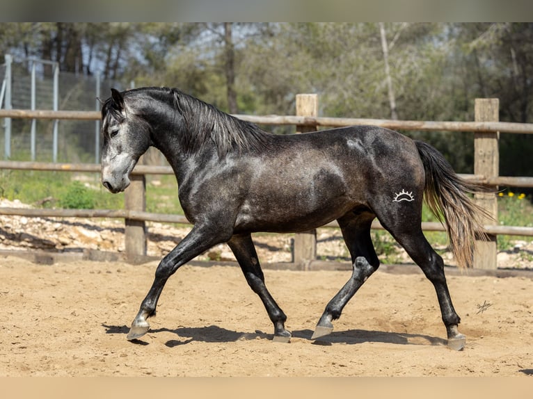 PRE Semental 4 años 164 cm Tordillo negro in Kerben