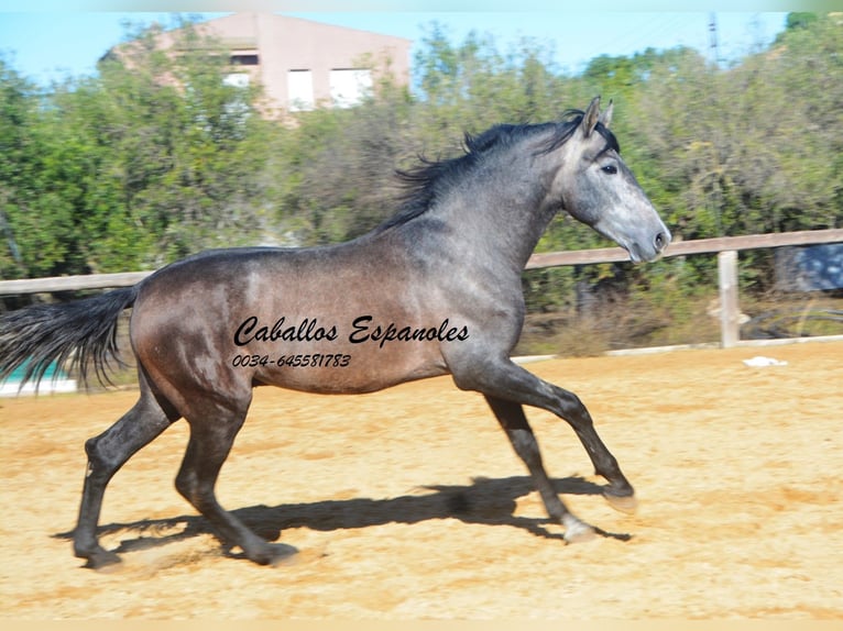 PRE Mestizo Semental 4 años 164 cm Tordillo negro in Vejer de la Frontera