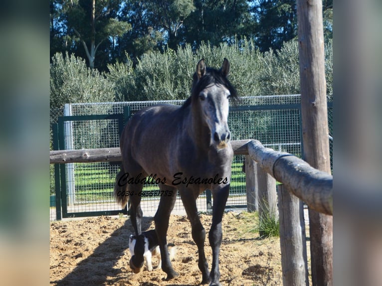 PRE Mestizo Semental 4 años 164 cm Tordillo negro in Vejer de la Frontera