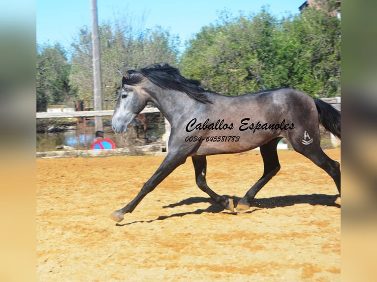 PRE Mestizo Semental 4 años 164 cm Tordillo negro in Vejer de la Frontera
