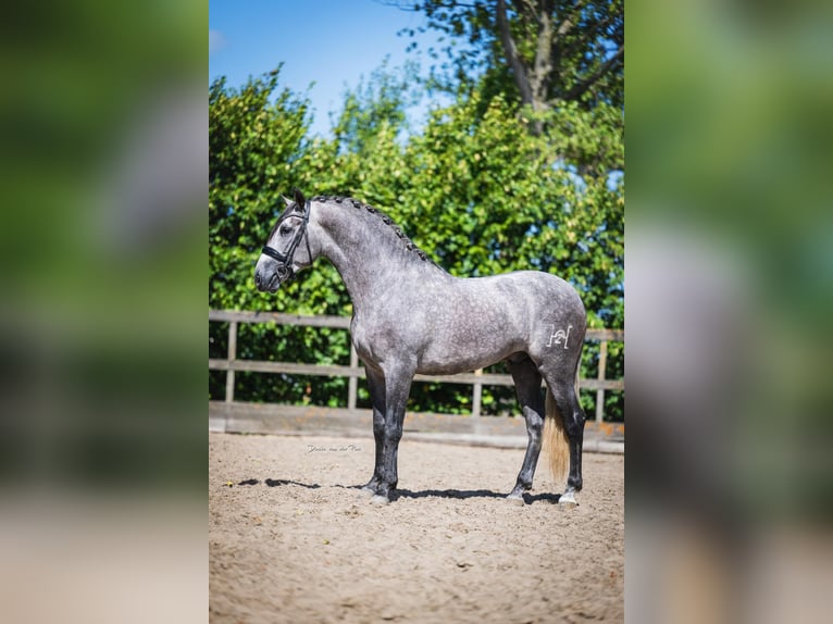 PRE Mestizo Semental 4 años 164 cm Tordo in Poeldijk